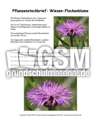 Steckbrief-Wiesen-Flockenblume.pdf